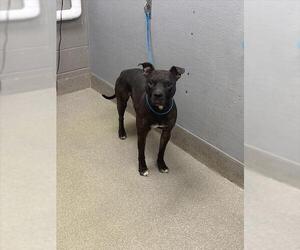 American Pit Bull Terrier-Unknown Mix Dogs for adoption in Las Vegas, NV, USA