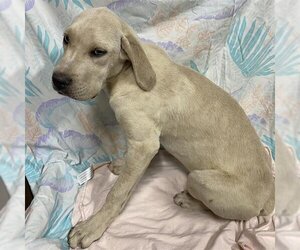 Labrador Retriever-Unknown Mix Dogs for adoption in Modesto, CA, USA