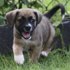 Boston Huahua Dogs for adoption in Mechanicsburg, PA, USA