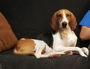 Medium Photo #1 Coonhound-Unknown Mix Puppy For Sale in Gilbertsville, PA, USA