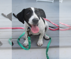 Chihuahua-Unknown Mix Dogs for adoption in Cranston, RI, USA