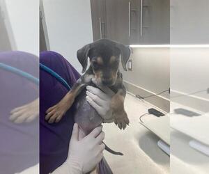Labrador Retriever-Unknown Mix Dogs for adoption in Baytown, TX, USA