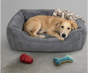 Golden Labrador Dogs for adoption in Genesee, WI, USA