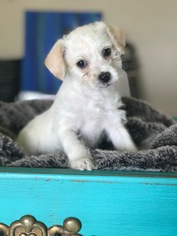 Poodle (Miniature)-Unknown Mix Dogs for adoption in Salinas, CA, USA