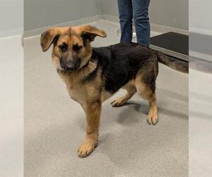 German Shepherd Dog Dogs for adoption in San Martin, CA, USA