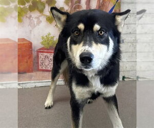 Siberian Husky Dogs for adoption in San Bernardino, CA, USA