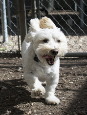 Maltese-Unknown Mix Dogs for adoption in Plano, TX, USA