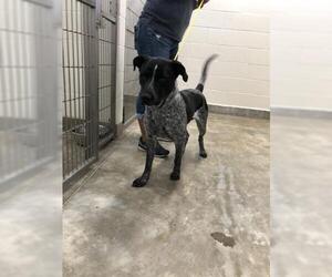Lab-Pointer Dogs for adoption in Jackson, CA, USA