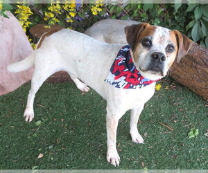 Boxer-Unknown Mix Dogs for adoption in Oklahoma City, OK, USA