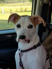 American Bulldog-Unknown Mix Dogs for adoption in Statesboro, GA, USA
