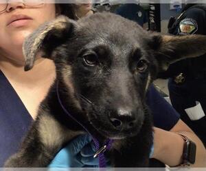 German Shepherd Dog Dogs for adoption in Riverside, CA, USA