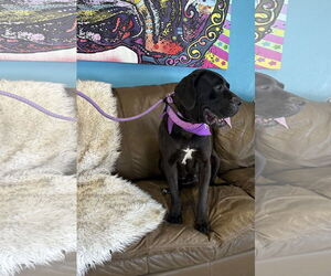 Mutt Dogs for adoption in Goodyear, AZ, USA