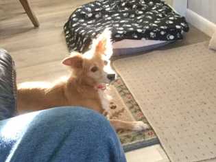 Pomeranian Dogs for adoption in Elmsford, NY, USA