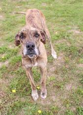 Great Dane Dogs for adoption in Rockaway, NJ, USA