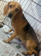 Medium Photo #1 Beagle Puppy For Sale in Ceres, VA, USA