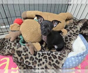 Chihuahua-Unknown Mix Dogs for adoption in McKinleyville, CA, USA