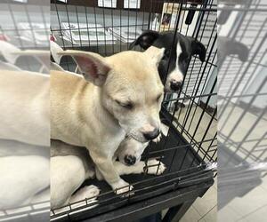 American Pit Bull Terrier-Labrador Retriever Mix Dogs for adoption in Stockton, CA, USA
