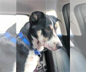 Beagi Dogs for adoption in Warwick, RI, USA