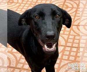 Labrador Retriever-Unknown Mix Dogs for adoption in Washington, DC, USA