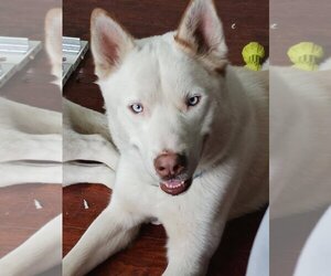 Labrador Retriever-Siberian Husky Mix Dogs for adoption in Woodland , CA, USA