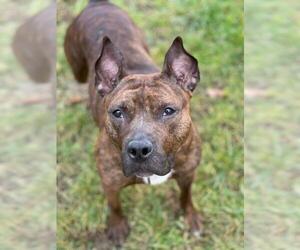 American Pit Bull Terrier Dogs for adoption in Shaftsbury, VT, USA