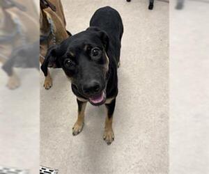 German Shepherd Dog Dogs for adoption in Saginaw, MI, USA