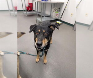 Shollie Dogs for adoption in Corpus Christi, TX, USA