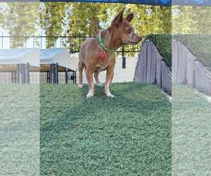 Chihuahua-Unknown Mix Dogs for adoption in Tempe , AZ, USA