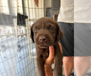 Labrador Retriever Dogs for adoption in DISCOVERY BAY, CA, USA