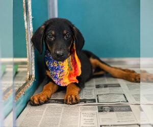 German Shepherd Dog-Miniature Pinscher Mix Dogs for adoption in San Antonio, TX, USA