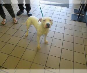 American Pit Bull Terrier Dogs for adoption in Ocala, FL, USA