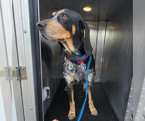Bluetick Coonhound Dogs for adoption in San Antonio, TX, USA
