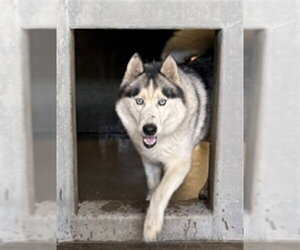 Siberian Husky-Unknown Mix Dogs for adoption in San Bernardino, CA, USA