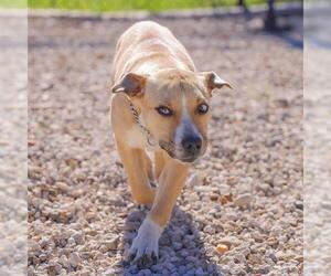 Labrador Retriever-Unknown Mix Dogs for adoption in Waco, TX, USA