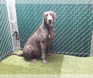 Labmaraner Dogs for adoption in Downey, CA, USA