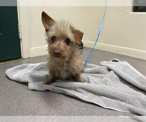 Norfolk Terrier Dogs for adoption in Pasadena, CA, USA