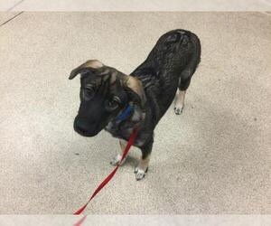 German Shepherd Dog Dogs for adoption in Riverside, CA, USA