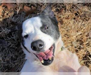 Border Collie-Unknown Mix Dogs for adoption in Munford, TN, USA