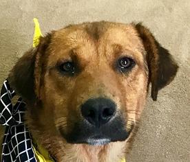 Sheprador Dogs for adoption in Decatur, GA, USA