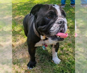 Bulldog Dogs for adoption in Ventura, CA, USA