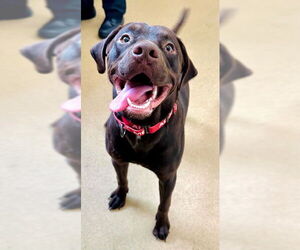 Labrador Retriever Dogs for adoption in Derwood, MD, USA