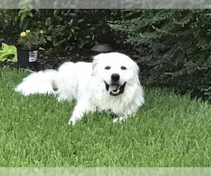 Golden Pyrenees Dogs for adoption in PEYTON, CO, USA