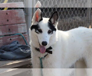 Border Collie-Siberian Husky Mix Dogs for adoption in El Centro, CA, USA