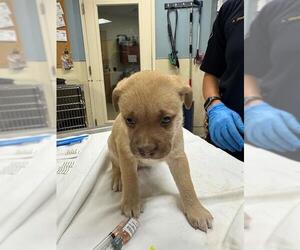 Siberian Husky-Unknown Mix Dogs for adoption in Riverside, CA, USA