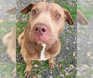 American Pit Bull Terrier-Unknown Mix Dogs for adoption in Tyler, TX, USA