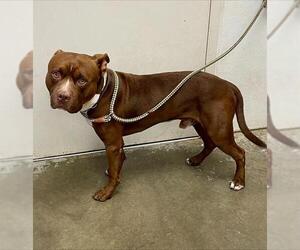 Staffordshire Bull Terrier Dogs for adoption in Rosenberg, TX, USA