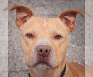 American Staffordshire Terrier-Unknown Mix Dogs for adoption in Huntley, IL, USA