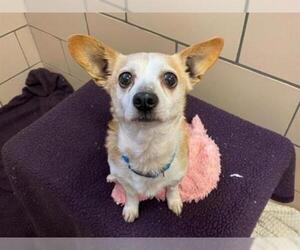 Chihuahua-Unknown Mix Dogs for adoption in Fort Wayne, IN, USA
