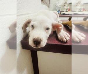 American Staffordshire Terrier-Unknown Mix Dogs for adoption in San Antonio, TX, USA