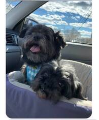 Shih Tzu Dogs for adoption in Tenafly, NJ, USA